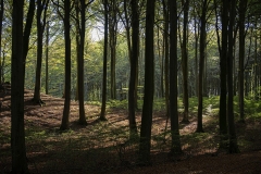 W-forårsskov-på-Møn