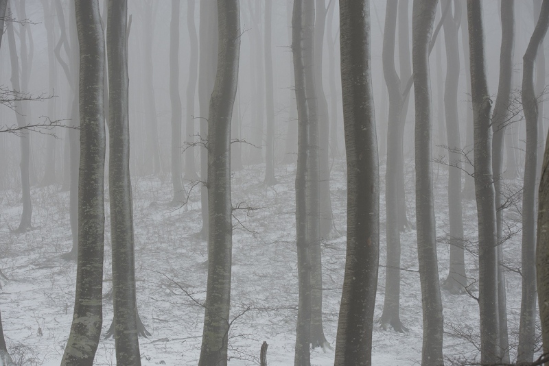 Klinteskoven-vinter-1