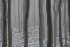 KLinteskoven-vinter-2