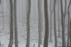 Klinteskoven-vinter-1
